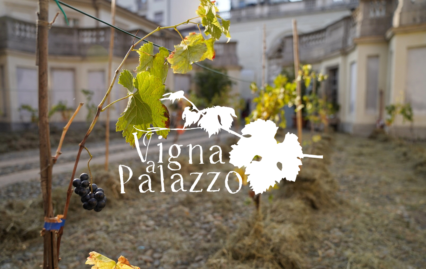 Vigna a Palazzo