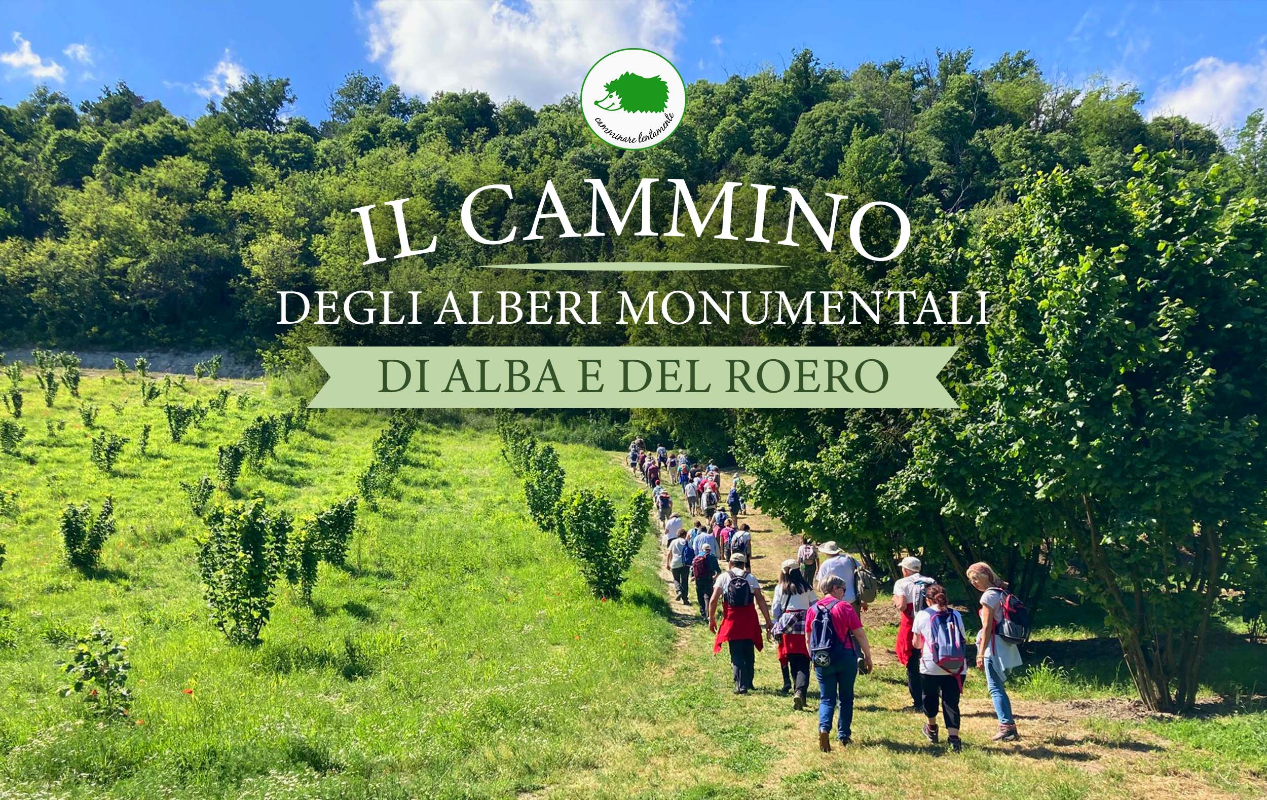 Il cammino degli alberi monumentali di Alba e del Roero
